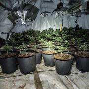 Cannabis farm found by police officers in New Bury