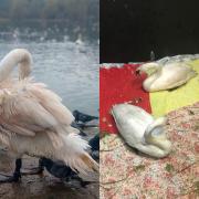 Two swans had to be rescued from Moses Gate after their feathers turned pink
