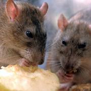 Reports of pests sightings such as rats and flies have dropped in Breckland - new figures can reveal Image: PA Archive/PA Images