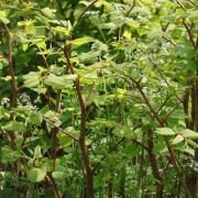 There are a total of 1,010 known Japanese knotweed infestations in Bolton