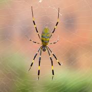 Scents such as citrus and peppermint can help keep spiders away from your home