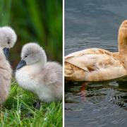 This week we have put together a collection of our Camera Club member’s gorgeous images of birds spotted across the borough.