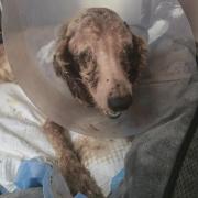 Merlin sadly had to be euthanised due to his condition