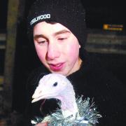 Rambo the turkey will enjoy the festive season and a Happy New Year in David Shepherd’s chicken run