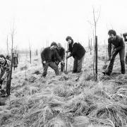 Tree planting in Darcy Lever