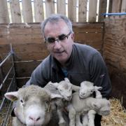 Farmer Stuart Alderson with Dorothy and her three lambs.