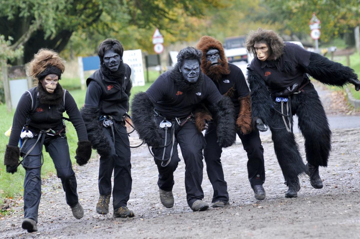 Funny looks as crowd of apes swings through Rivington | The Bolton News