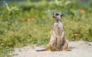 Comparethemarket has pulled ads from news bulletins featuring popular meerkat characters Aleksandr Orlov and Sergei, amid the war between Russia and Ukraine (Canva)