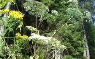 Advice for pet owners after dog dies following contact with giant hogweed. Picture: Canva