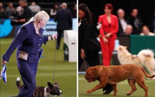 Credit BeatMedia. Crufts Libby, a Cardigan Welsh Corgi, owned by Tracy Irving from Bolton, and Gloria with Kay Strong