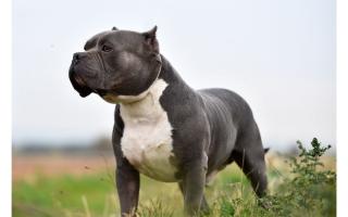 The American Bully XL is closely related to the banned Pit Bull Terrier breed, but is not subject to any legal restrictions itself (Getty)