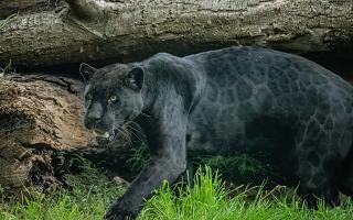 Rare female black jaguar Inka has arrived at Chester Zoo.