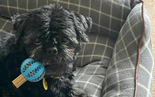 Dogs Trust Manchester's Buster the Shih Tzu is looking for a new home - can you help?