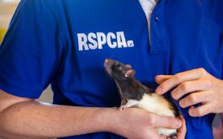 Just 59 per cent of adults in the North West think rats in a lab deserve to live a happy and healthy life