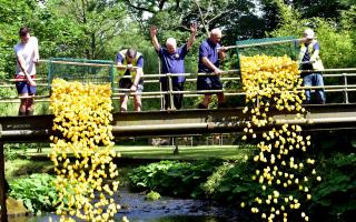 Ducks are released into Bradshaw brook, Bolton for the annual Rotary club of Turton duck race.