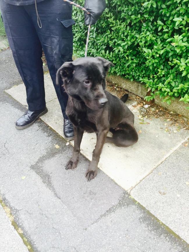 SEIZED: RSPCA inspectors and GMP Salford West police officers confisctaed this dog from Wordsworth Road in Little Hulton
