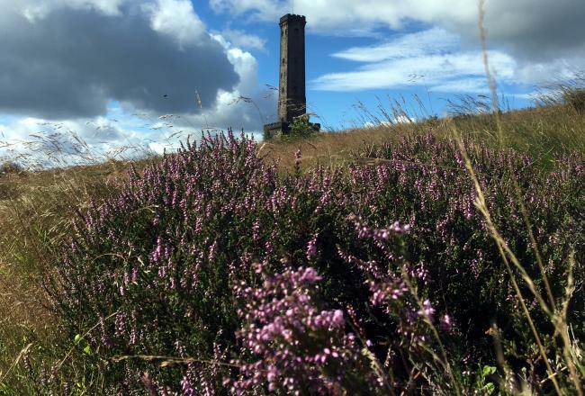Lovely purple heather below Peel Tower on a summer day .Picture by Adam taylor.