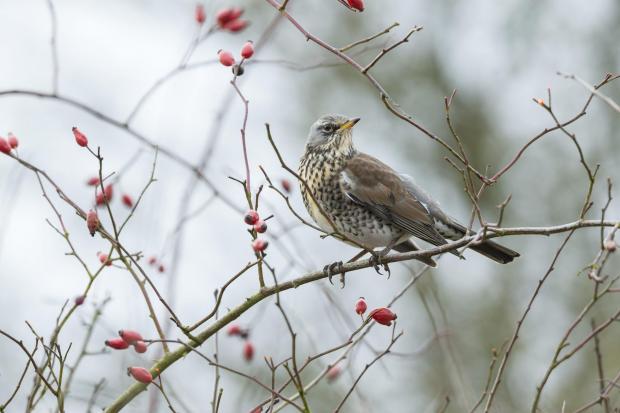 Undated Handout Photo of a fieldfare. See PA Feature GARDENING Birds. Picture credit should read: Oliver Smart/rspb-images.com/PA. WARNING: This picture must only be used to accompany PA Feature GARDENING Birds.
