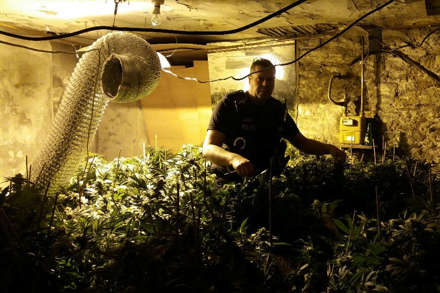 Letting agent discovers cannabis plants  in property